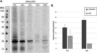 Vesicle-based cell-free synthesis of short and long unspecific peroxygenases